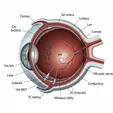 25G/27G Pars Plana Vitrectomy (PPV)