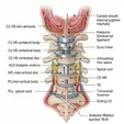 Cervical Disc Arthroplasty (CDA/ADR)