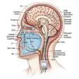 Deep Brain Stimulation (DBS)