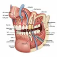 Palatal Tumor Resection