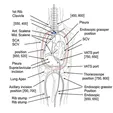 First Rib Resection + Anterior/Middle Scalenectomy (Open/Axillary/Supraclavicular/Thoracoscopic)