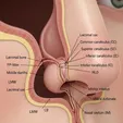 Endoscopic Endonasal Dacryocystorhinostomy (Endonasal DCR)