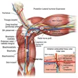 Nerve Repair/Graft/Transfer