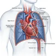 ASD Transcatheter Closure