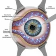 Corneal Collagen Cross-Linking (CXL)