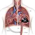 Catheter Ablation (Radiofrequency/Cryoballoon)