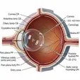 Microincision Vitrectomy (PPV)