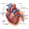 Coronary Artery Bypass Grafting (CABG)