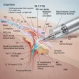 Endoscopic Minimally Invasive Decompression