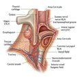 Recurrent Laryngeal Nerve Reinnervation